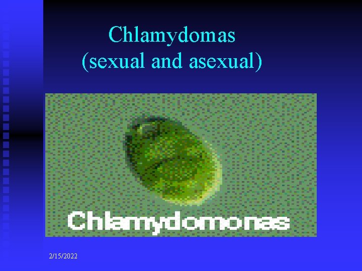 Chlamydomas (sexual and asexual) 2/15/2022 