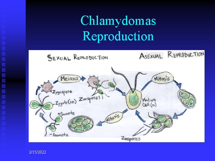 Chlamydomas Reproduction 2/15/2022 