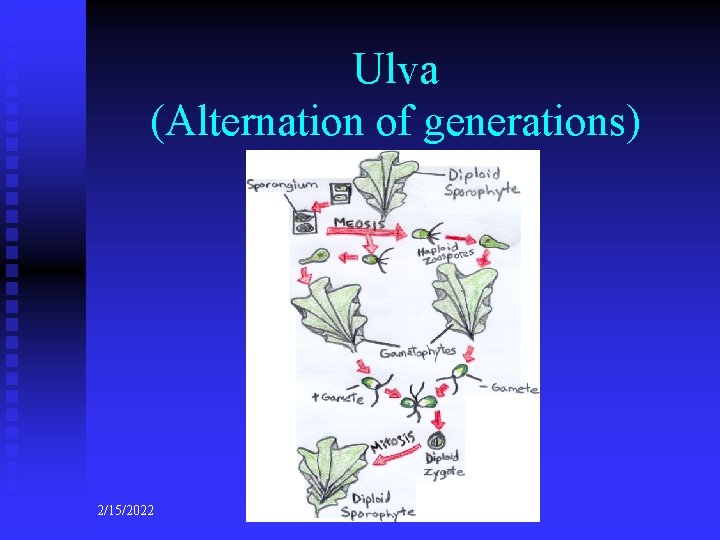 Ulva (Alternation of generations) 2/15/2022 