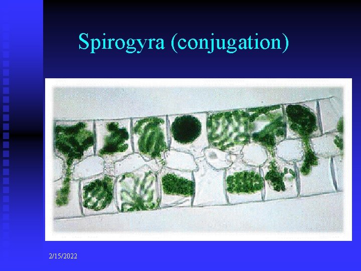 Spirogyra (conjugation) 2/15/2022 