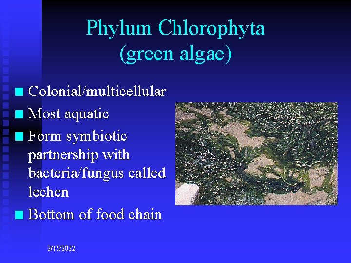 Phylum Chlorophyta (green algae) Colonial/multicellular n Most aquatic n Form symbiotic partnership with bacteria/fungus