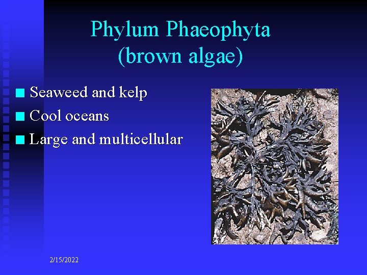 Phylum Phaeophyta (brown algae) Seaweed and kelp n Cool oceans n Large and multicellular