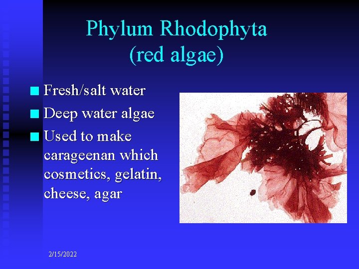 Phylum Rhodophyta (red algae) Fresh/salt water n Deep water algae n Used to make