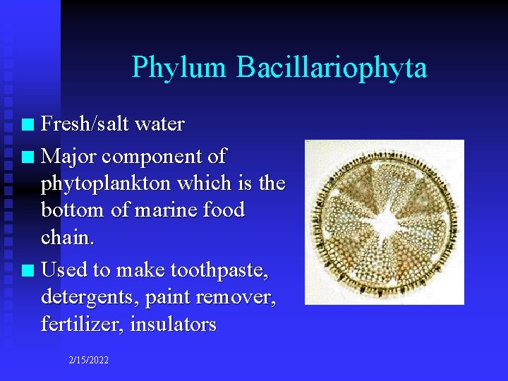 Phylum Bacillariophyta Fresh/salt water n Major component of phytoplankton which is the bottom of