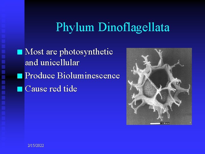 Phylum Dinoflagellata Most are photosynthetic and unicellular n Produce Bioluminescence n Cause red tide