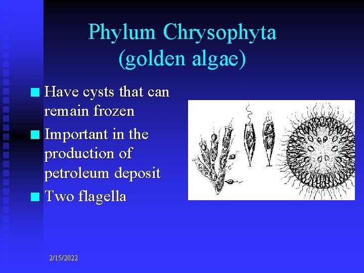 Phylum Chrysophyta (golden algae) Have cysts that can remain frozen n Important in the