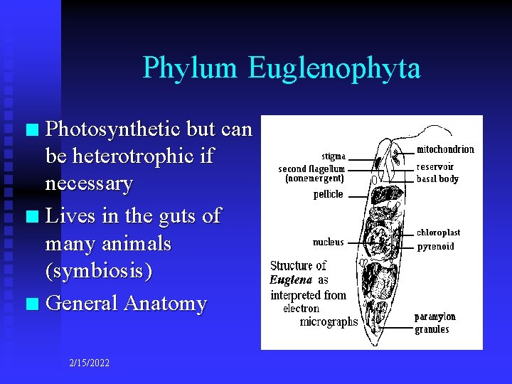 Phylum Euglenophyta Photosynthetic but can be heterotrophic if necessary n Lives in the guts