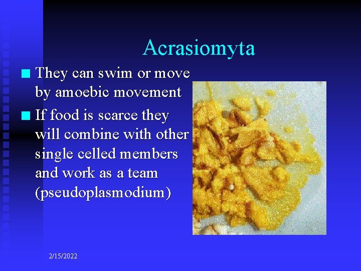 Acrasiomyta They can swim or move by amoebic movement n If food is scarce