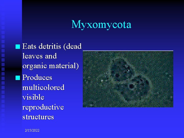 Myxomycota Eats detritis (dead leaves and organic material) n Produces multicolored visible reproductive structures