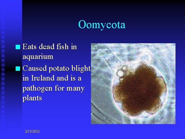 Oomycota Eats dead fish in aquarium n Caused potato blight in Ireland is a