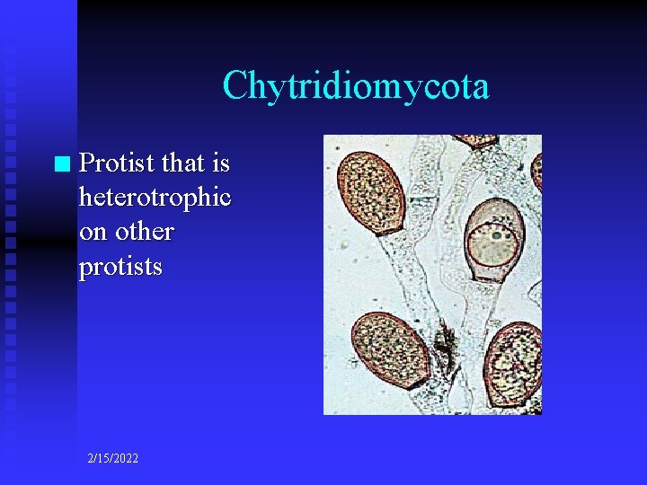 Chytridiomycota n Protist that is heterotrophic on other protists 2/15/2022 