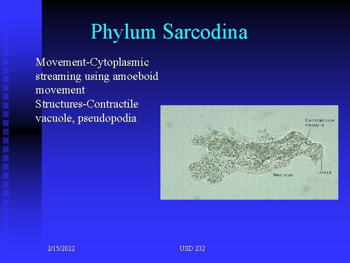 Phylum Sarcodina Movement-Cytoplasmic streaming using amoeboid movement Structures-Contractile vacuole, pseudopodia 2/15/2022 USD 232 