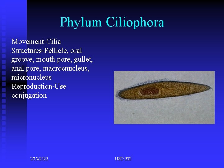 Phylum Ciliophora Movement-Cilia Structures-Pellicle, oral groove, mouth pore, gullet, anal pore, macrocnucleus, micronucleus Reproduction-Use