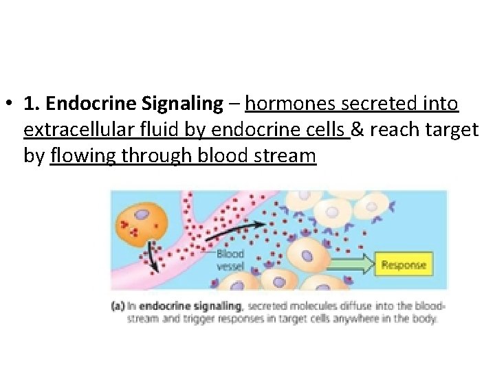  • 1. Endocrine Signaling – hormones secreted into extracellular fluid by endocrine cells