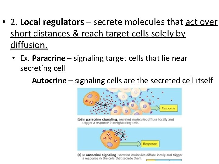  • 2. Local regulators – secrete molecules that act over short distances &