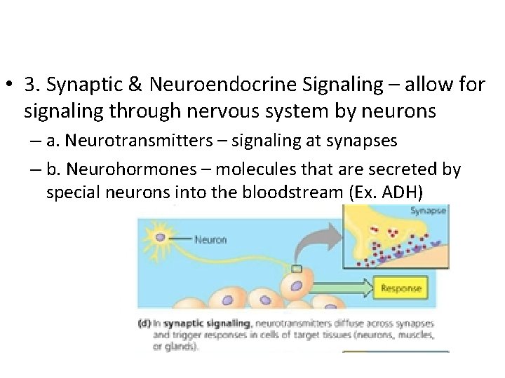 • 3. Synaptic & Neuroendocrine Signaling – allow for signaling through nervous system