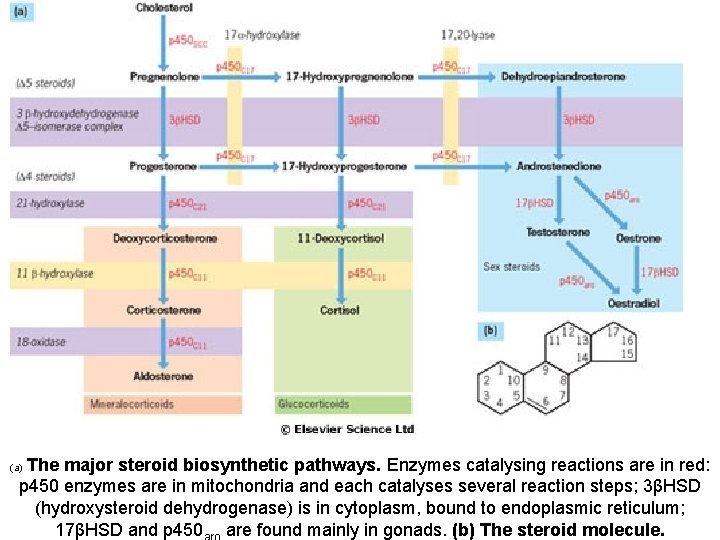 The major steroid biosynthetic pathways. Enzymes catalysing reactions are in red: p 450 enzymes