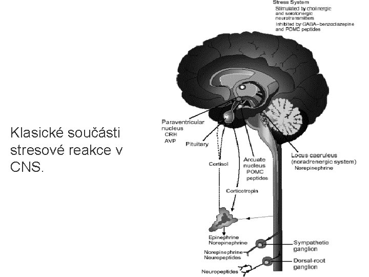 Klasické součásti stresové reakce v CNS. 