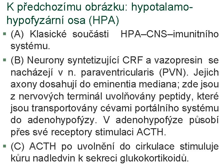 K předchozímu obrázku: hypotalamohypofyzární osa (HPA) § (A) Klasické součásti HPA–CNS–imunitního systému. § (B)