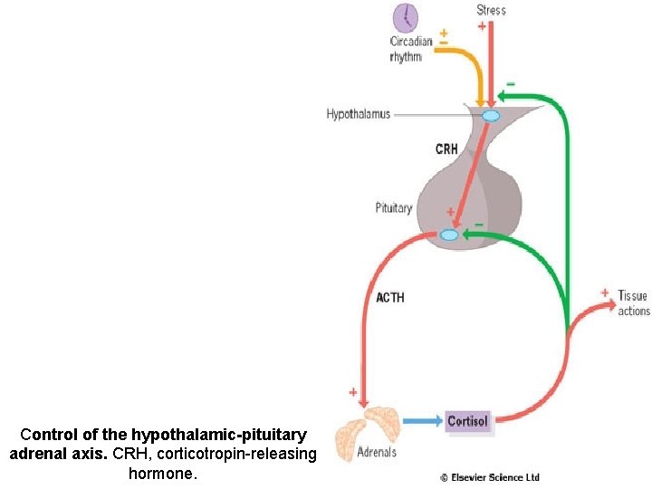 Control of the hypothalamic-pituitary adrenal axis. CRH, corticotropin-releasing hormone. 