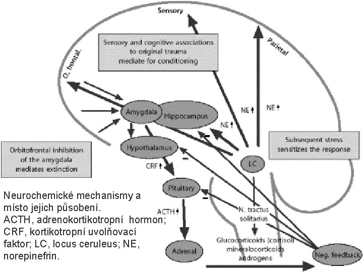 Neurochemické mechanismy a místo jejich působení. ACTH, adrenokortikotropní hormon; CRF, kortikotropní uvolňovací faktor; LC,