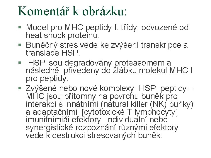 Komentář k obrázku: § Model pro MHC peptidy I. třídy, odvozené od heat shock