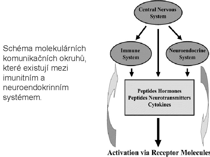 Schéma molekulárních komunikačních okruhů, které existují mezi imunitním a neuroendokrinním systémem. 