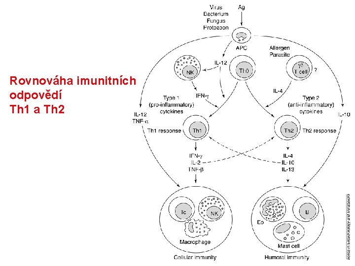 Rovnováha imunitních odpovědí Th 1 a Th 2 