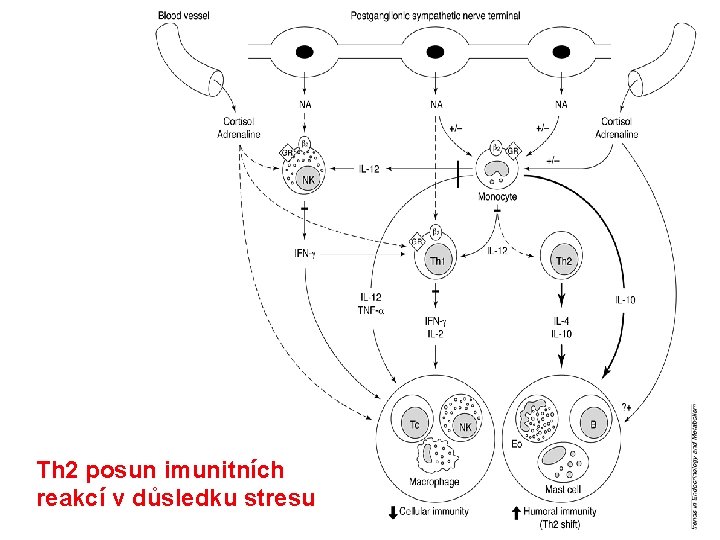 Th 2 posun imunitních reakcí v důsledku stresu 