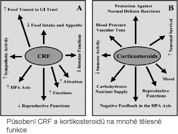 Působení CRF a kortikosteroidů na mnohé tělesné funkce 