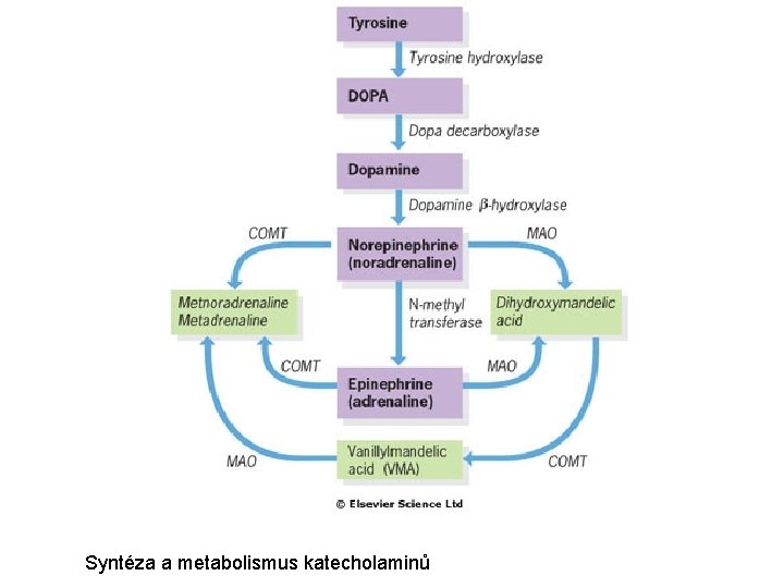 Syntéza a metabolismus katecholaminů 