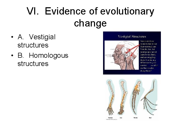 VI. Evidence of evolutionary change • A. Vestigial structures • B. Homologous structures 