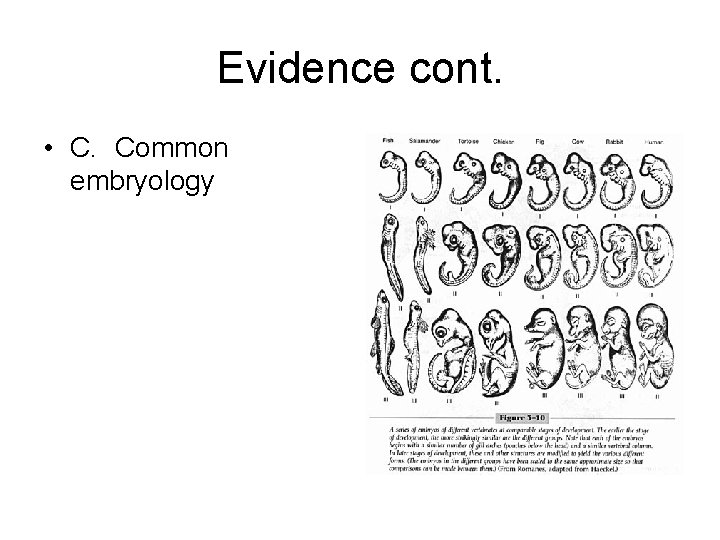 Evidence cont. • C. Common embryology 