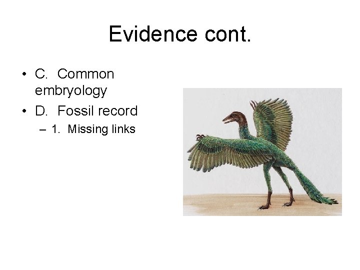 Evidence cont. • C. Common embryology • D. Fossil record – 1. Missing links