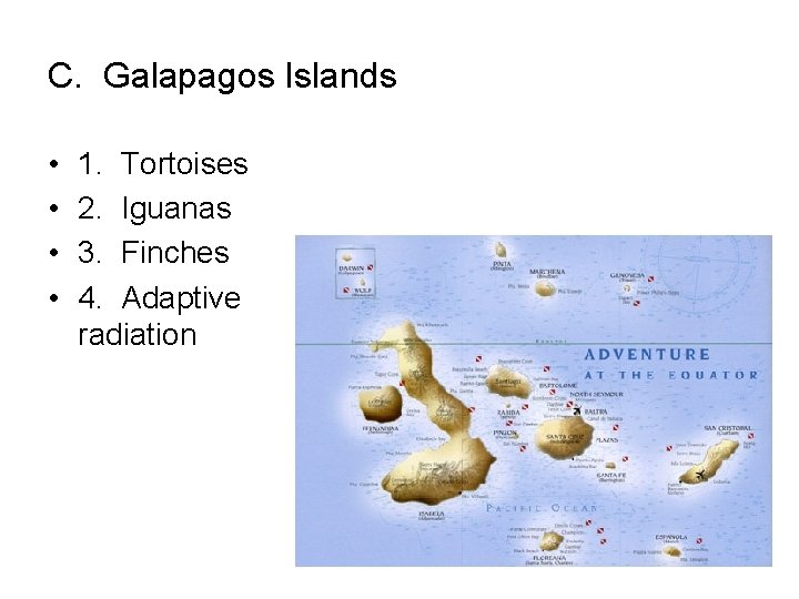 C. Galapagos Islands • • 1. Tortoises 2. Iguanas 3. Finches 4. Adaptive radiation