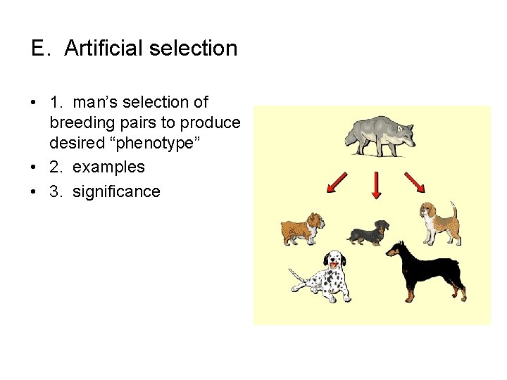 E. Artificial selection • 1. man’s selection of breeding pairs to produce desired “phenotype”