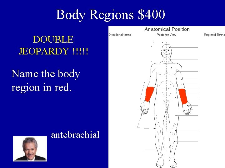 Body Regions $400 DOUBLE JEOPARDY !!!!! Name the body region in red. antebrachial 