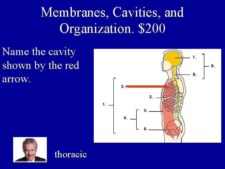 Membranes, Cavities, and Organization. $200 Name the cavity shown by the red arrow. thoracic