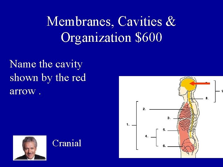 Membranes, Cavities & Organization $600 Name the cavity shown by the red arrow. Cranial