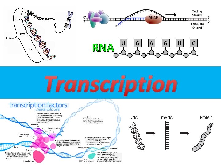 RNA Transcription 