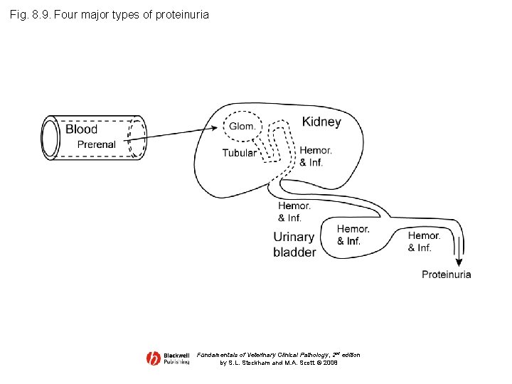 Fig. 8. 9. Four major types of proteinuria Fundamentals of Veterinary Clinical Pathology, 2