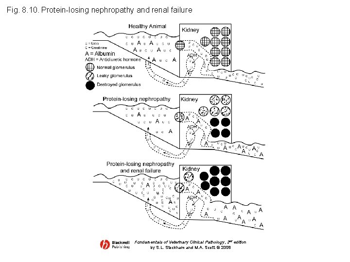 Fig. 8. 10. Protein-losing nephropathy and renal failure Fundamentals of Veterinary Clinical Pathology, 2