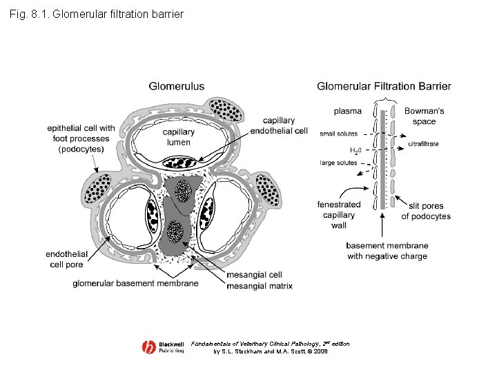 Fig. 8. 1. Glomerular filtration barrier Fundamentals of Veterinary Clinical Pathology, 2 nd edition