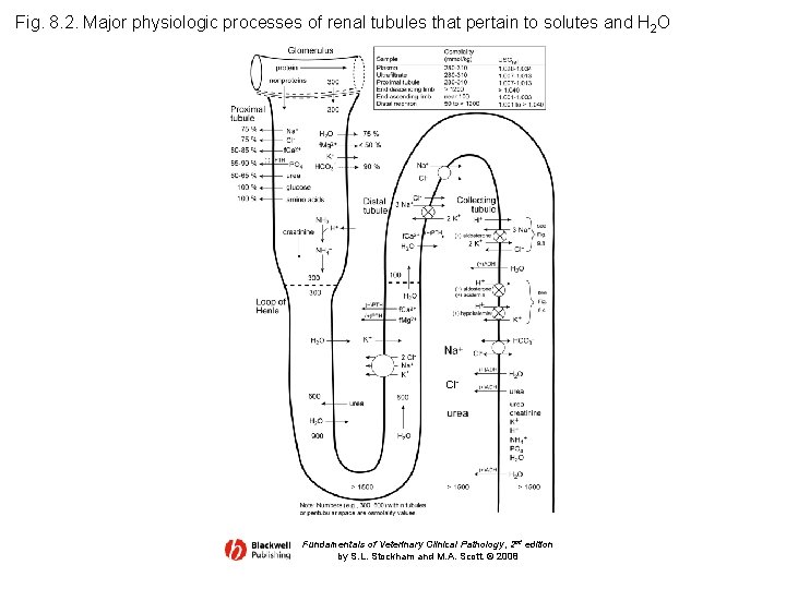 Fig. 8. 2. Major physiologic processes of renal tubules that pertain to solutes and