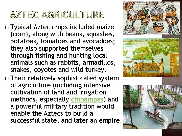 � Typical Aztec crops included maize (corn), along with beans, squashes, potatoes, tomatoes and