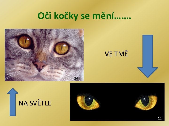 Oči kočky se mění……. • VE TMĚ • 14 NA SVĚTLE 15 