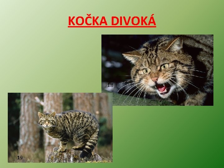 KOČKA DIVOKÁ 18 19 