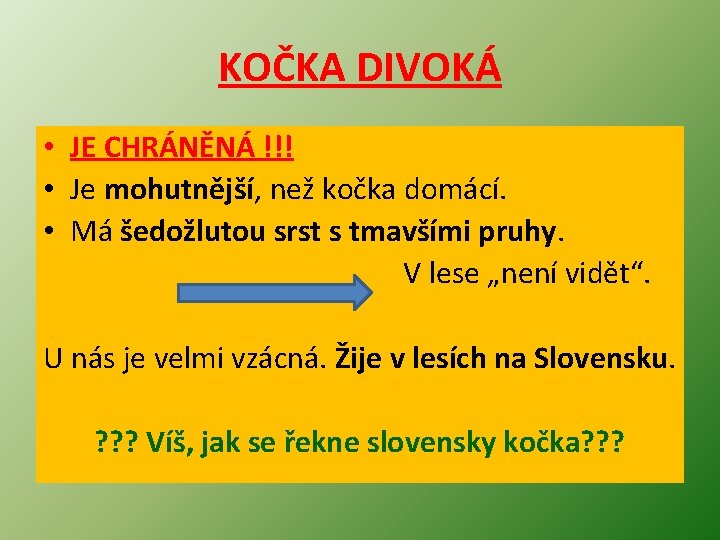 KOČKA DIVOKÁ • JE CHRÁNĚNÁ !!! • Je mohutnější, než kočka domácí. • Má