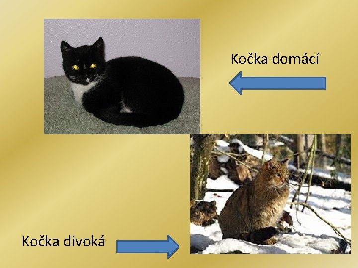 Kočka domácí Kočka divoká 