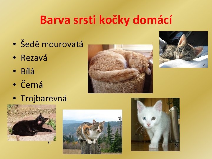 Barva srsti kočky domácí • • • Šedě mourovatá Rezavá Bílá Černá Trojbarevná 4